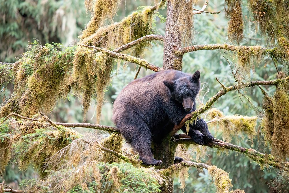 Black bear cub finds safety in a tree at Anan Creek. art print by Betty Sederquist for $57.95 CAD