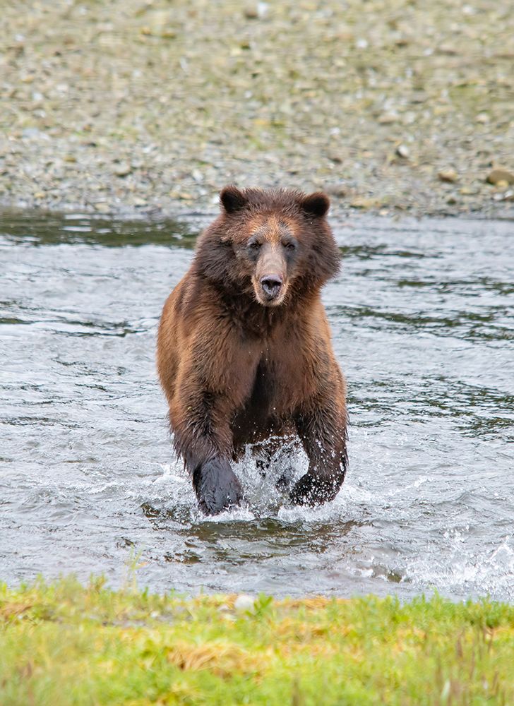 Brown bear chases after a salmon dinner at Pack Creek. art print by Betty Sederquist for $57.95 CAD