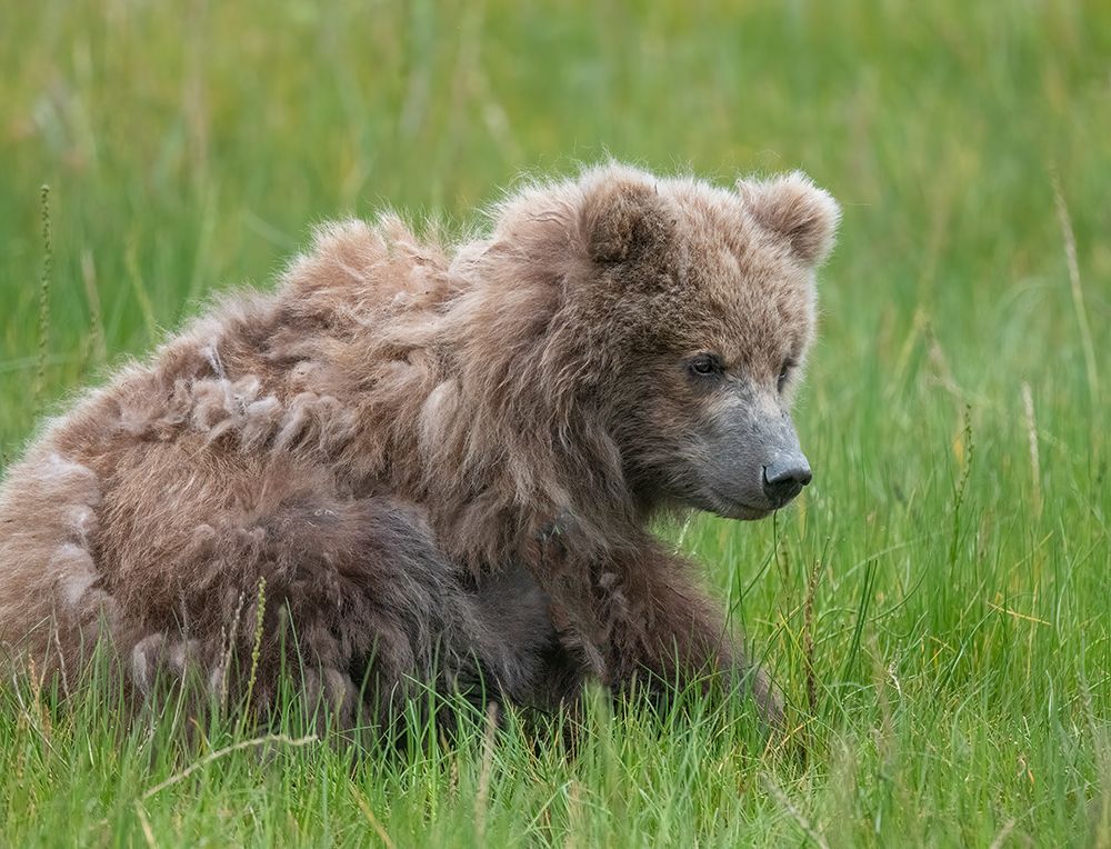 Brown bear cub eating sedge grasses. art print by Betty Sederquist for $57.95 CAD