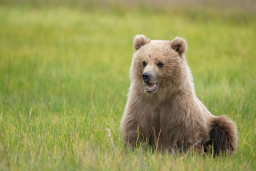 Brown bear cub eating sedge grasses. art print by Betty Sederquist for $57.95 CAD
