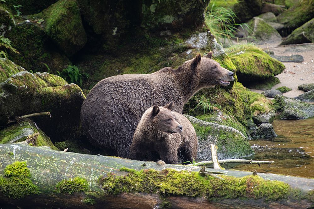 Brown bear cub staying close to mom at Anan Creek. art print by Betty Sederquist for $57.95 CAD