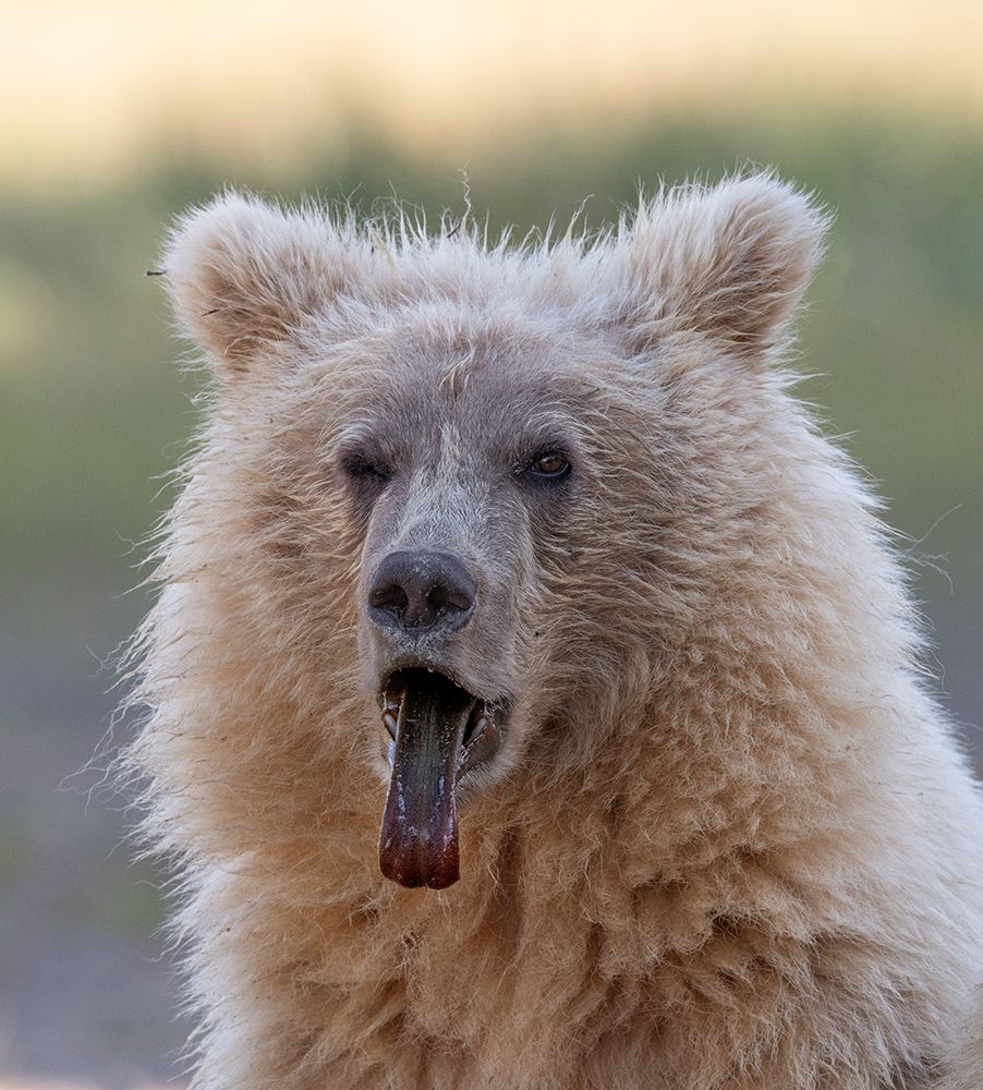 Brown bear cub sticking out its tongue. art print by Betty Sederquist for $57.95 CAD