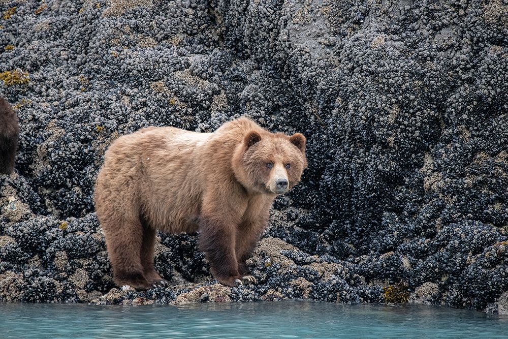 a brown bear looking for food at low tide- Muir Inlet- Glacier Bay. art print by Betty Sederquist for $57.95 CAD