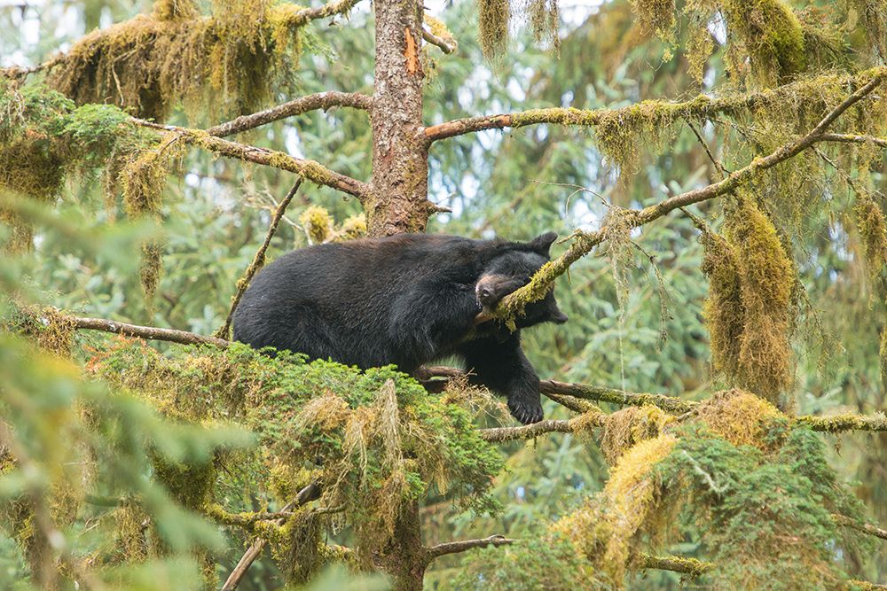 Cub resting in a tree next to Anan Creek. art print by Betty Sederquist for $57.95 CAD