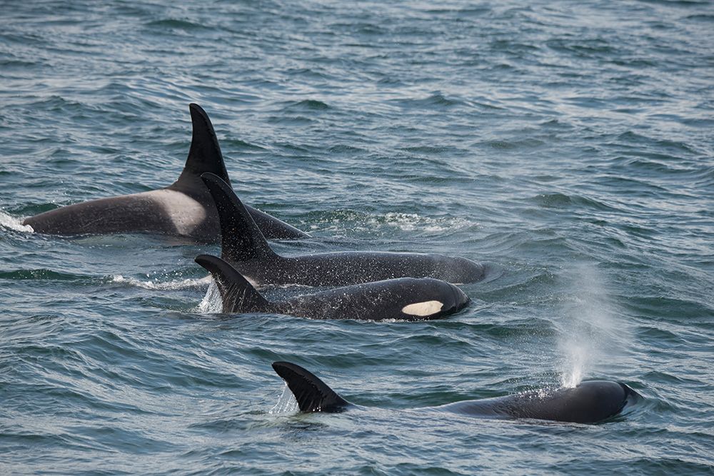 An orca family swimming along Icy Strait- Alaska. art print by Betty Sederquist for $57.95 CAD