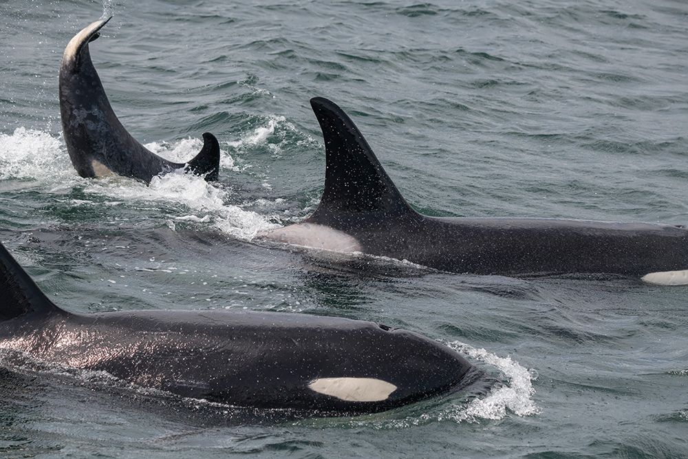 An orca family swimming along Icy Strait- Alaska. art print by Betty Sederquist for $57.95 CAD