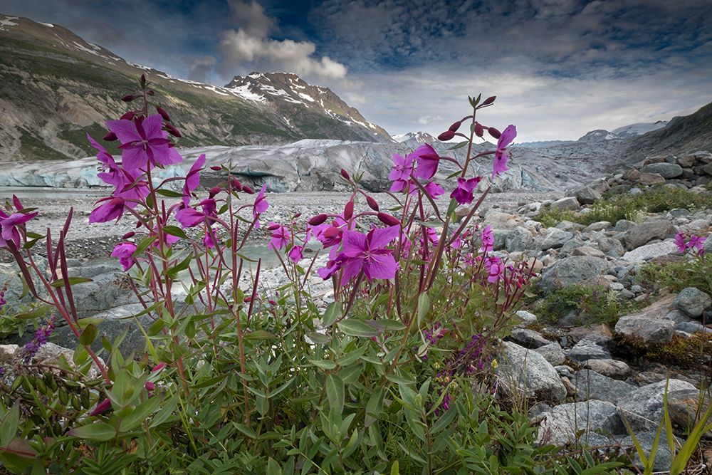 Beach beauty flowers thriving near the terminus of Reid Glacier- Glacier Bay. art print by Betty Sederquist for $57.95 CAD