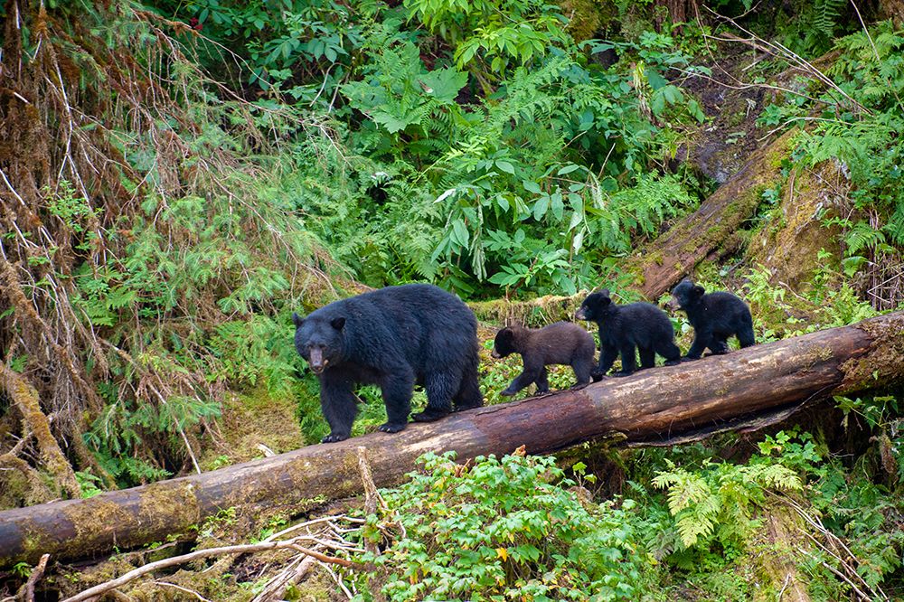 Black bear triplets follow mom at Anan Creek. art print by Betty Sederquist for $57.95 CAD