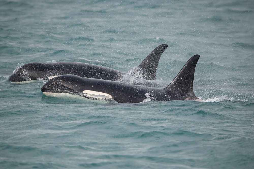 Fast swimming orcas make their way along Icy Strait. art print by Betty Sederquist for $57.95 CAD