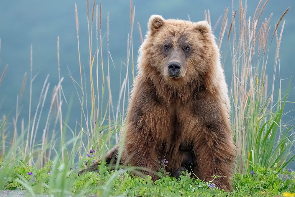 Bear cub poses on the beach of Cook Inlet. art print by Betty Sederquist for $57.95 CAD