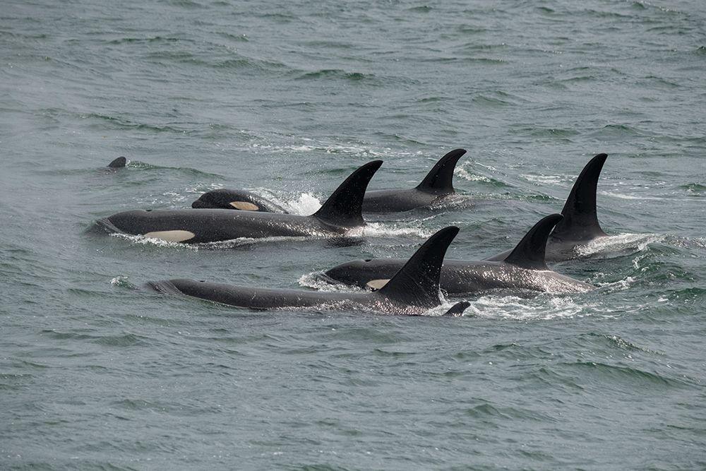 Big pod of orcas in Icy Strait a family unit. art print by Betty Sederquist for $57.95 CAD