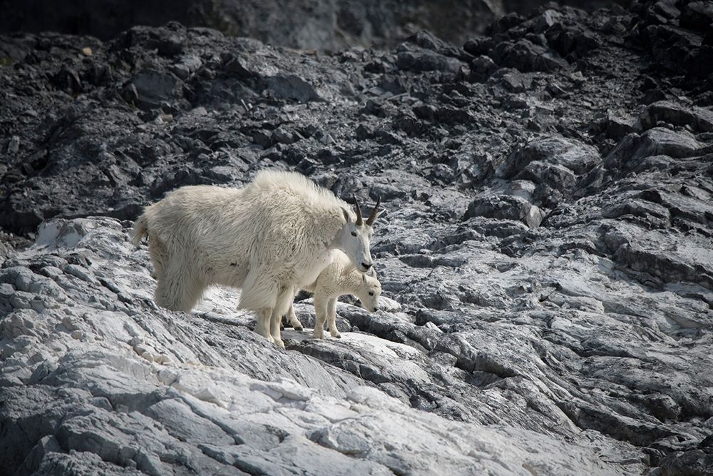 Mama mountain goat and her kid find their footing at Gloomy Knob- Glacier Bay. art print by Betty Sederquist for $57.95 CAD