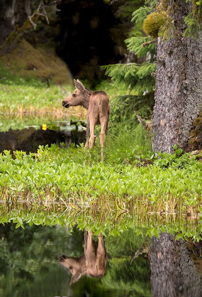 Tiny moose calf waits for its mother at a rainforest pond at Bartlett Cove- Glacier Bay. art print by Betty Sederquist for $57.95 CAD