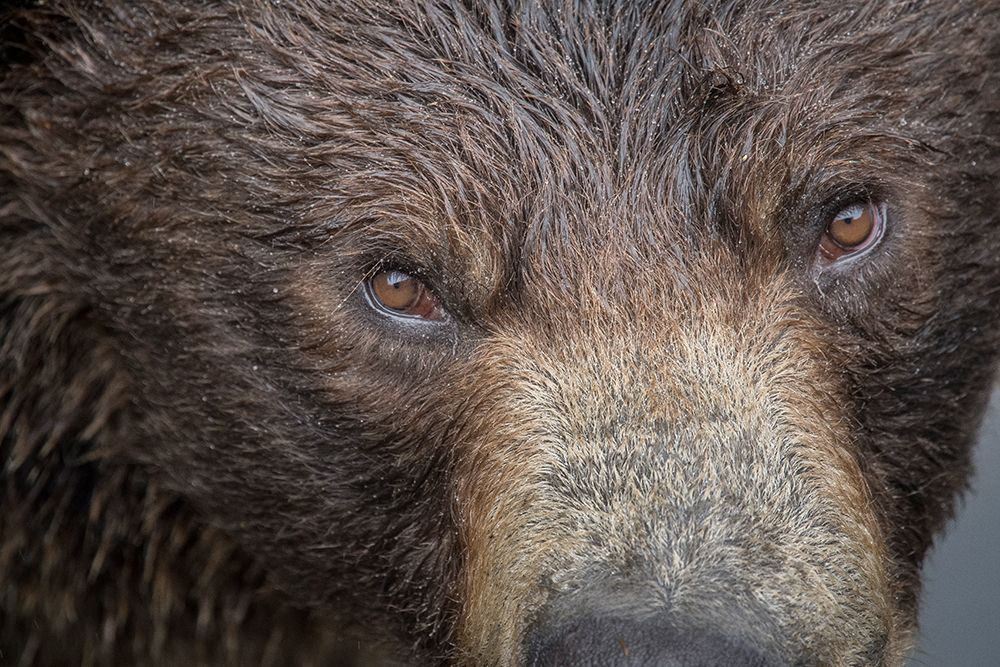 Ultra closeup of a brown bear at Fortress of the Bear- a Sitka rescue center. art print by Betty Sederquist for $57.95 CAD