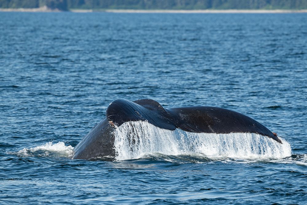 USA-SE Alaska-near Sail Island. Humpback whale showing tail. art print by Cindy Miller Hopkins for $57.95 CAD