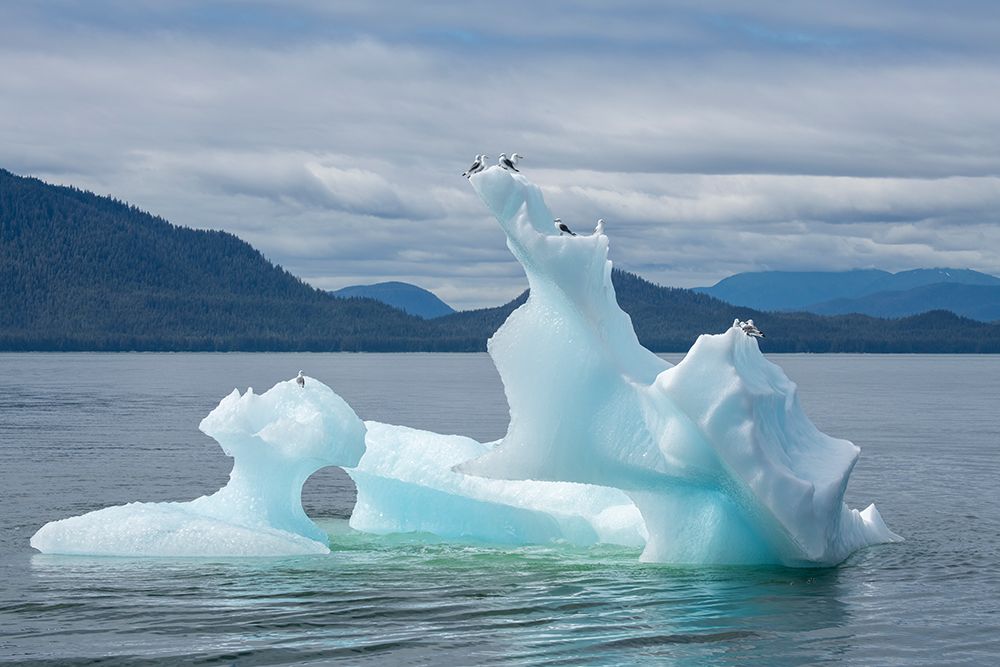 USA-SE Alaska-Inside Passage. Black-legged kittiwakes on iceberg. art print by Cindy Miller Hopkins for $57.95 CAD