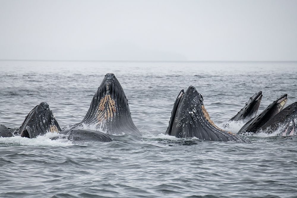 USA-SE Alaska-Inside Passage-Fredrick Sound. Humpback whales bubble net feeding. art print by Cindy Miller Hopkins for $57.95 CAD