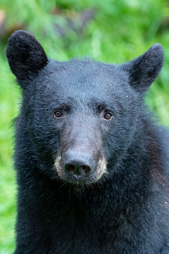 Alaska-Tongass National Forest-Anan Creek. American black bear Face detail. art print by Cindy Miller Hopkins for $57.95 CAD
