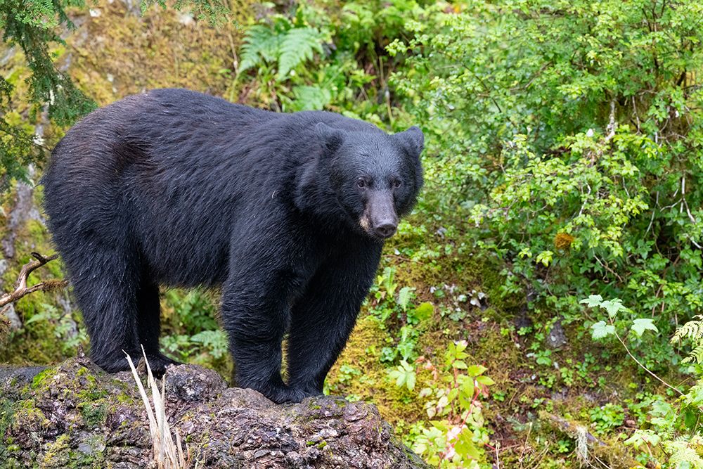Alaska-Tongass National Forest-Anan Creek. American black bear art print by Cindy Miller Hopkins for $57.95 CAD