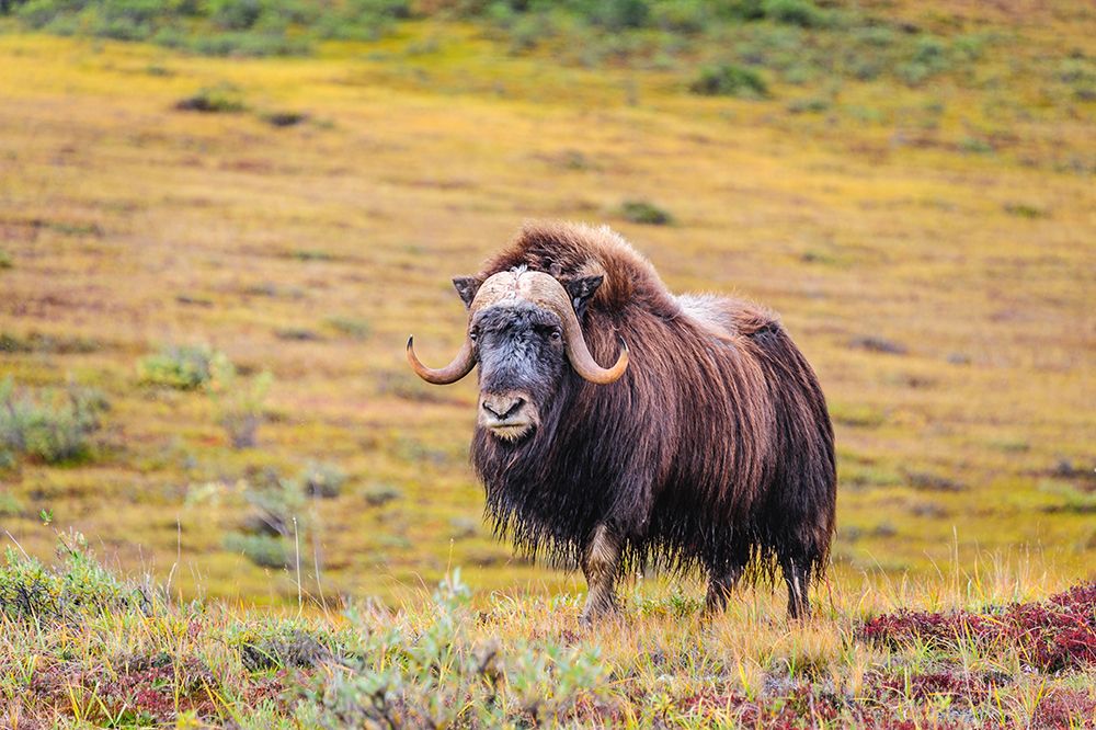 USA- Alaska- Noatak National Preserve. Bull Muskox on the arctic tundra. art print by Fredrik Norrsell for $57.95 CAD