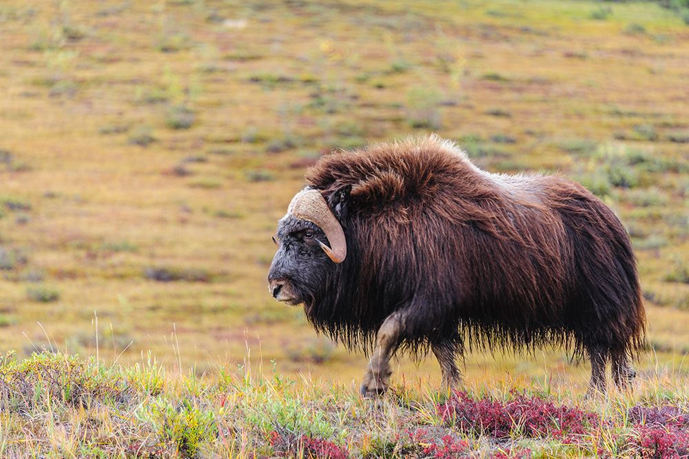 USA- Alaska- Noatak National Preserve. Bull Muskox on the arctic tundra. art print by Fredrik Norrsell for $57.95 CAD