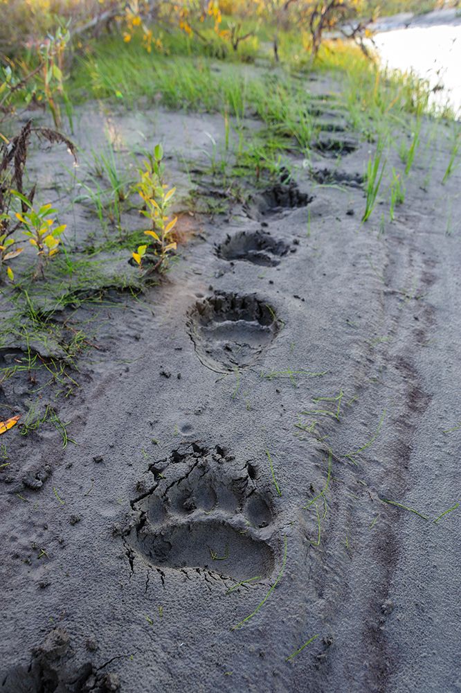 USA- Alaska- Noatak National Preserve. Fresh tracks from a Brown Bear. art print by Fredrik Norrsell for $57.95 CAD