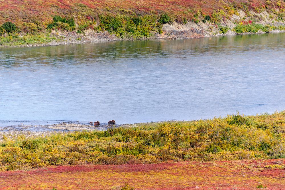 USA- Alaska- Noatak National Preserve. Muskox- a bull- a cow and a calf- along the Noatak River. art print by Fredrik Norrsell for $57.95 CAD