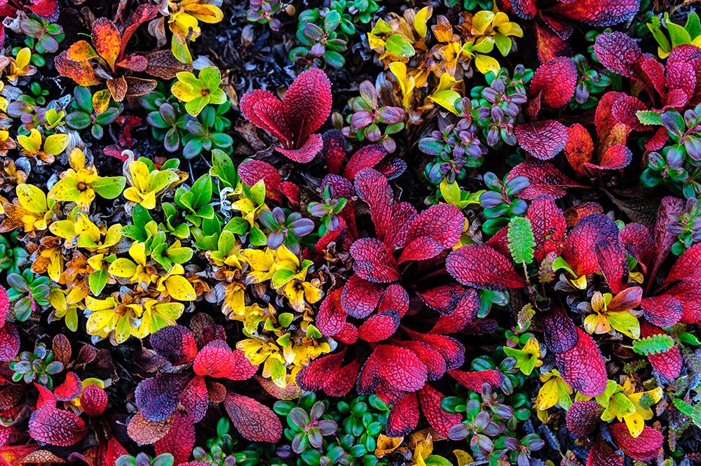 USA- Alaska- Noatak National Preserve. Alpine Bearberry on arctic tundra in autumn colors. art print by Fredrik Norrsell for $57.95 CAD