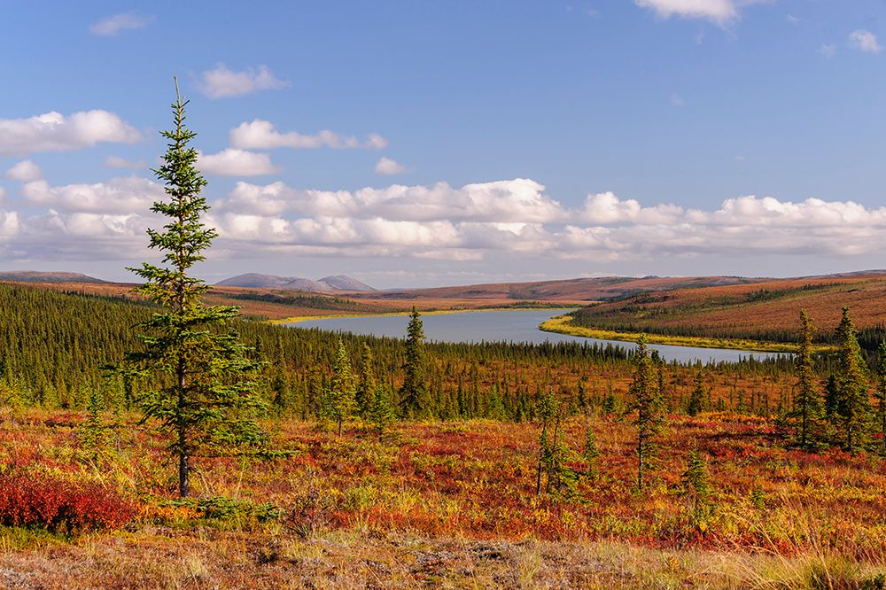 USA- Alaska- Kotzebue- Noatak River. Autumn colors along the Noatak River. art print by Fredrik Norrsell for $57.95 CAD