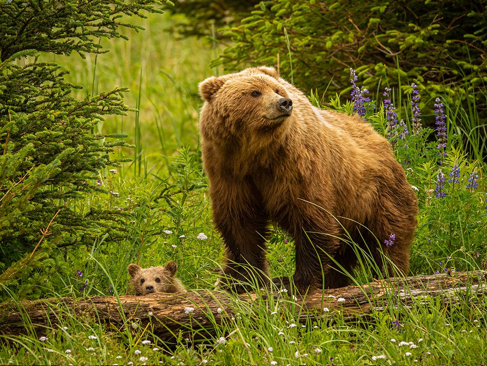 USA-Alaska-Female grizzly bear and cub art print by George and Marilu Theodore for $57.95 CAD