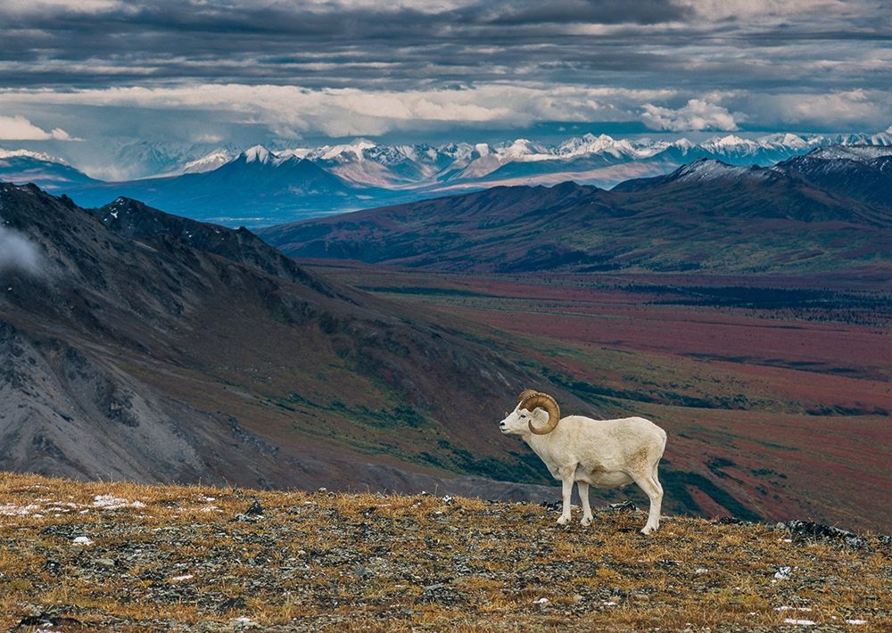 Dall sheep on ridge-fall tundra-Denali National Park-Alaska-USA art print by Howie Garber for $57.95 CAD