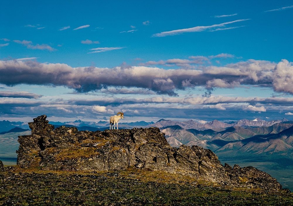 Solo dall ram on ridge-Denali National Park-Alaska-USA art print by Howie Garber for $57.95 CAD