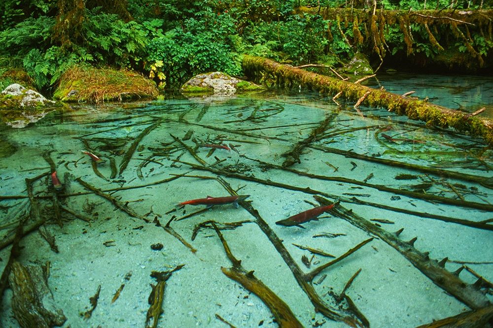 Salmon spawning hole in forest near Haines-Alaska-Tongass National Forest art print by Howie Garber for $57.95 CAD