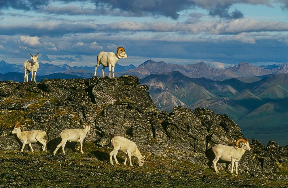 Herd of Dall Rams and Ewes graze on ridge-Denali National Park-Alaska art print by Howie Garber for $57.95 CAD