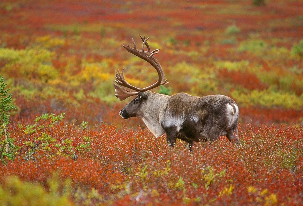 Large male caribou wandering in colorful fall tundra-Denali National Park-Alaska art print by Howie Garber for $57.95 CAD