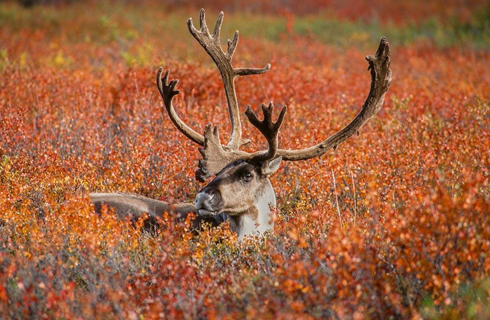 Large male caribou in red fall tundra-eye to eye with photographer-Denali National Park-Alaska art print by Howie Garber for $57.95 CAD