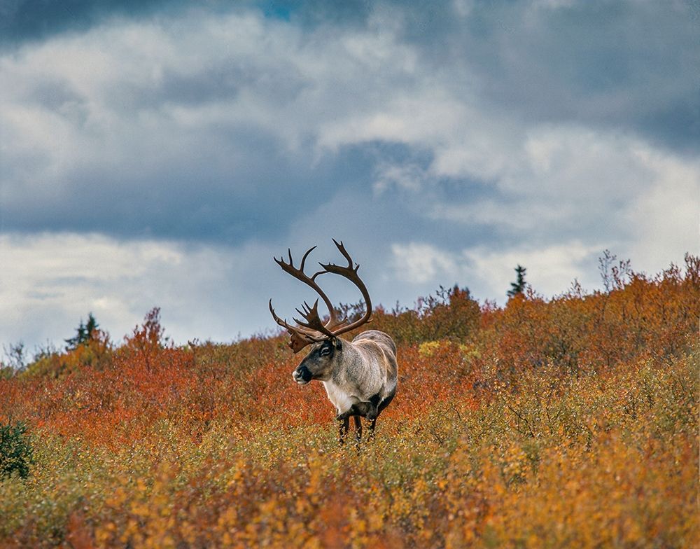Caribou in fall foliage-Denali national Park-Alaska art print by Howie Garber for $57.95 CAD