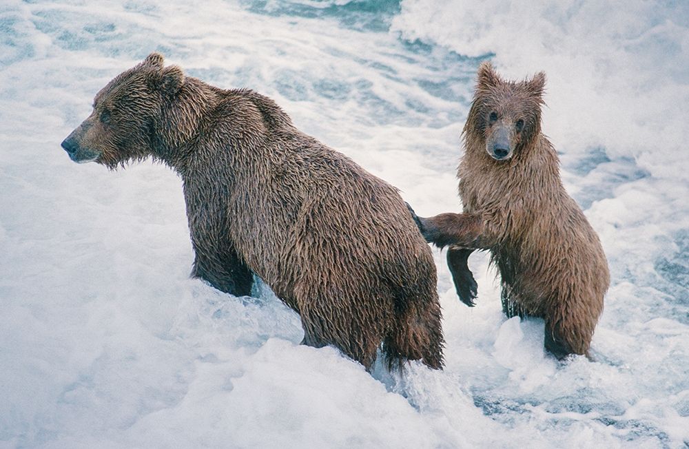 Mother and Cub-Alaskan Brown Bear in creek at McNeil River State Game Reserve-Alaska art print by Howie Garber for $57.95 CAD