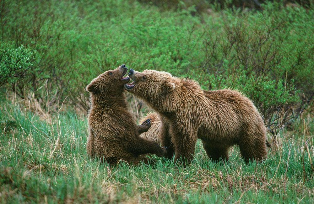 Play behavior between Sow and Cub Brown Bear-McNeil River State Game Reserve-Alaska art print by Howie Garber for $57.95 CAD
