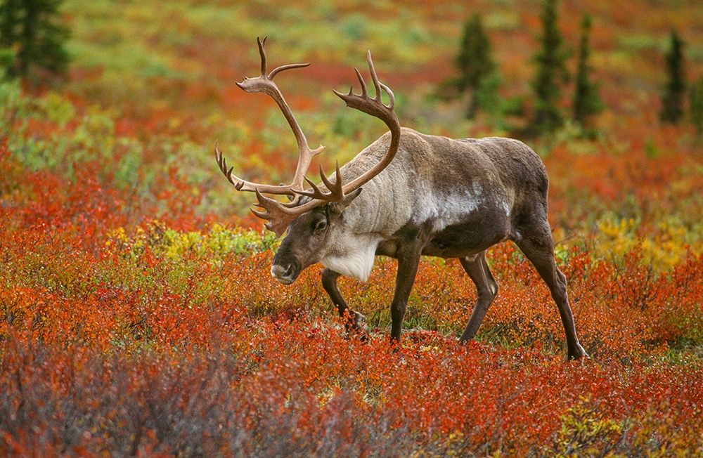 Large male caribou wandering in colorful fall tundra-Denali National Park-Alaska art print by Howie Garber for $57.95 CAD