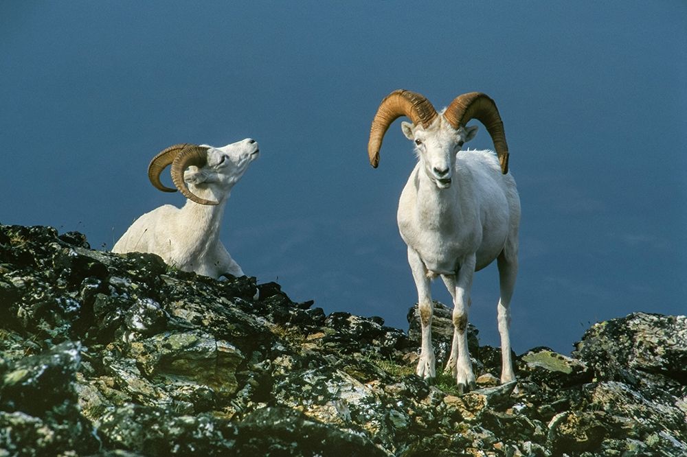 Two Dall Sheep Rams on ridge-Denali National Park-Alaska art print by Howie Garber for $57.95 CAD