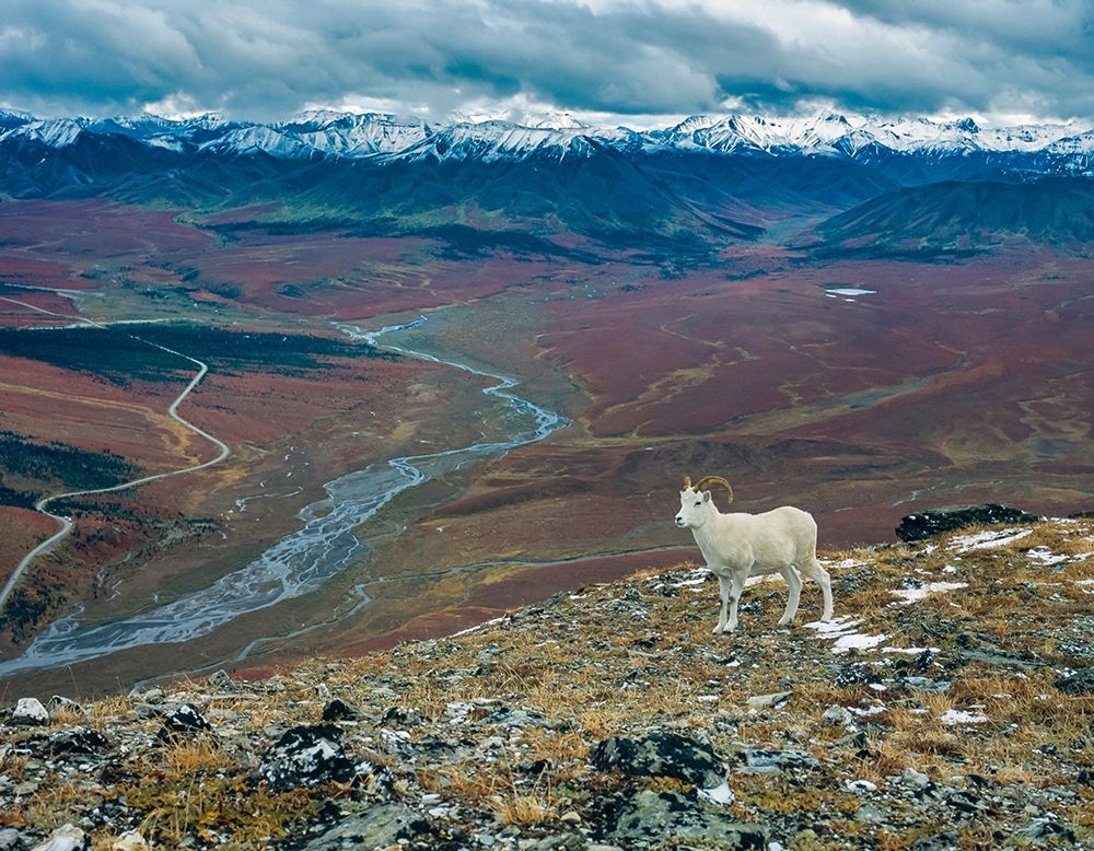 Dall Ram on ridge-fall tundra-Denali National Park-Alaska art print by Howie Garber for $57.95 CAD