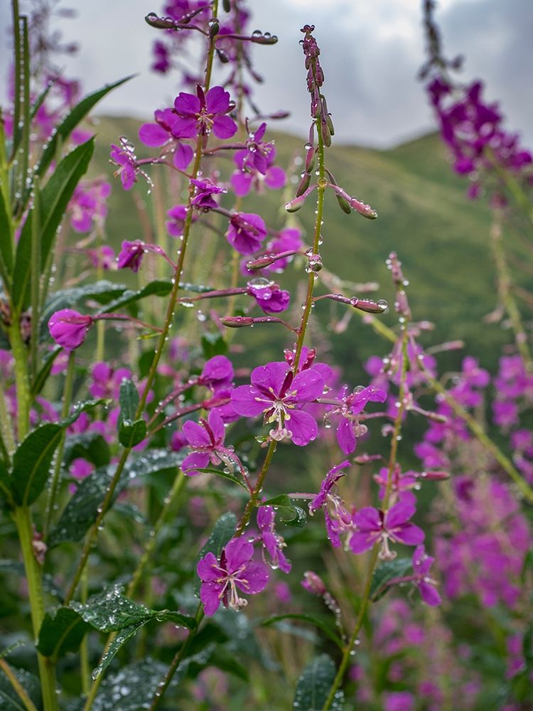 Fireweed and Alaskan morning near Eagle River-Alaska art print by Howie Garber for $57.95 CAD