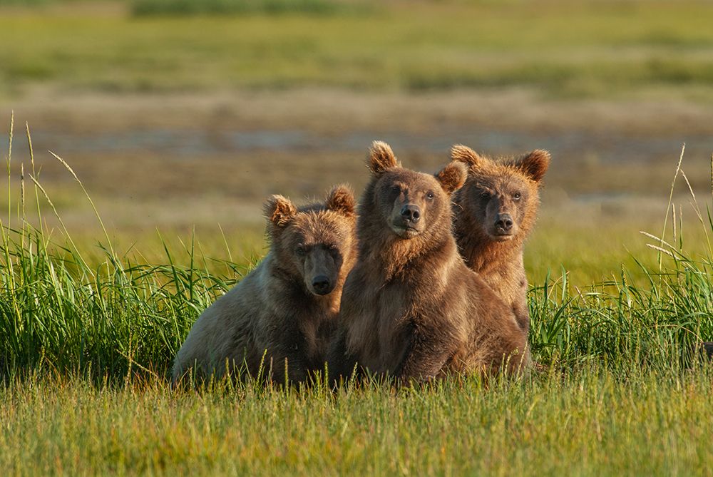 Three subadult brown bears, Katmai National Park, Alaska art print by Howie Garber for $57.95 CAD