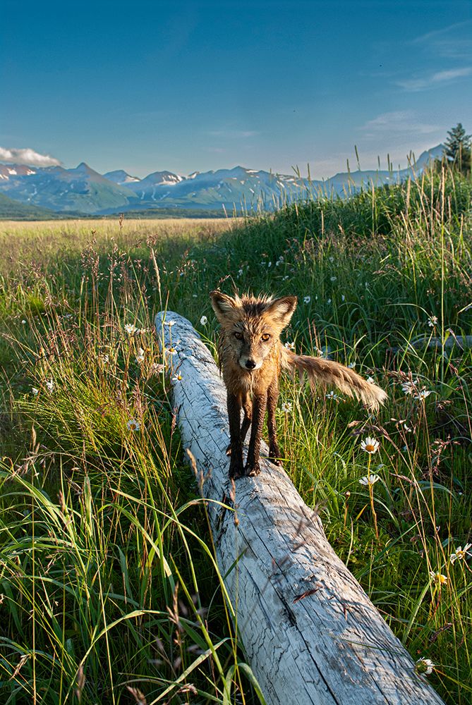 Red fox on log. Katmai National Park, Alaska art print by Howie Garber for $57.95 CAD