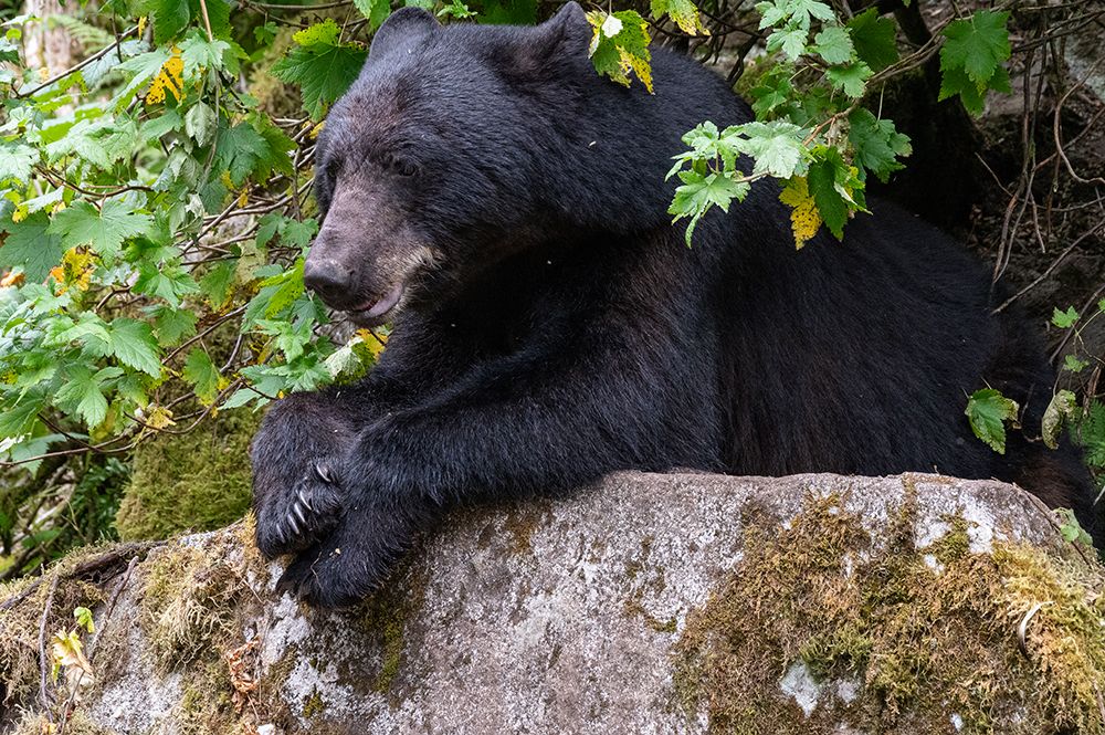 USA, Alaska. Black bear in Tongass National Forest. art print by Howie Garber for $57.95 CAD