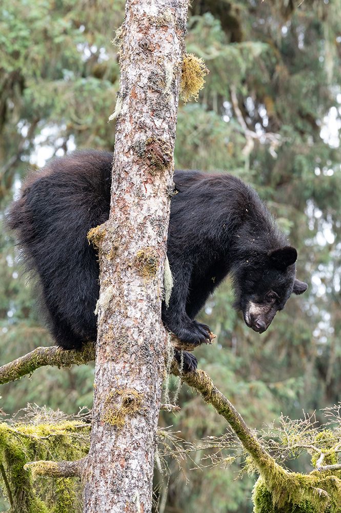 USA, Alaska. Black bear climbs tree at Anan Bear Observatory, Tongass National Forest. art print by Howie Garber for $57.95 CAD