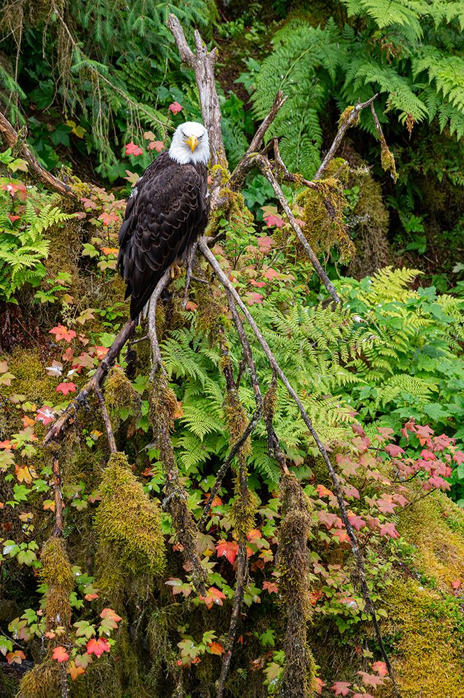 USA, Alaska. Bald eagle at Anan Bear Observatory. art print by Howie Garber for $57.95 CAD
