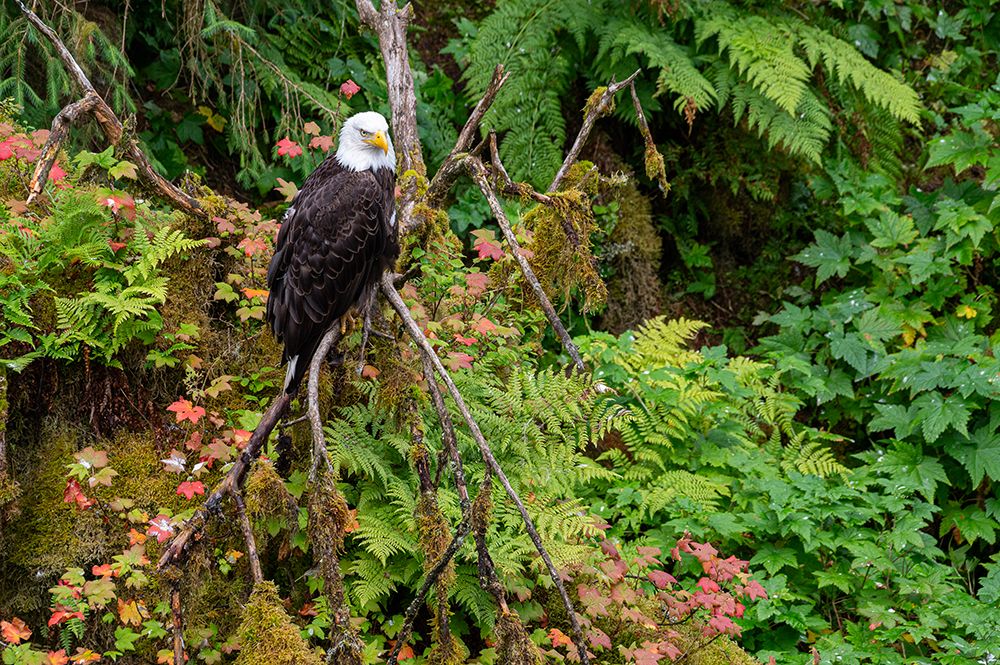 USA, Alaska. Bald eagle at Anan Bear Observatory. art print by Howie Garber for $57.95 CAD