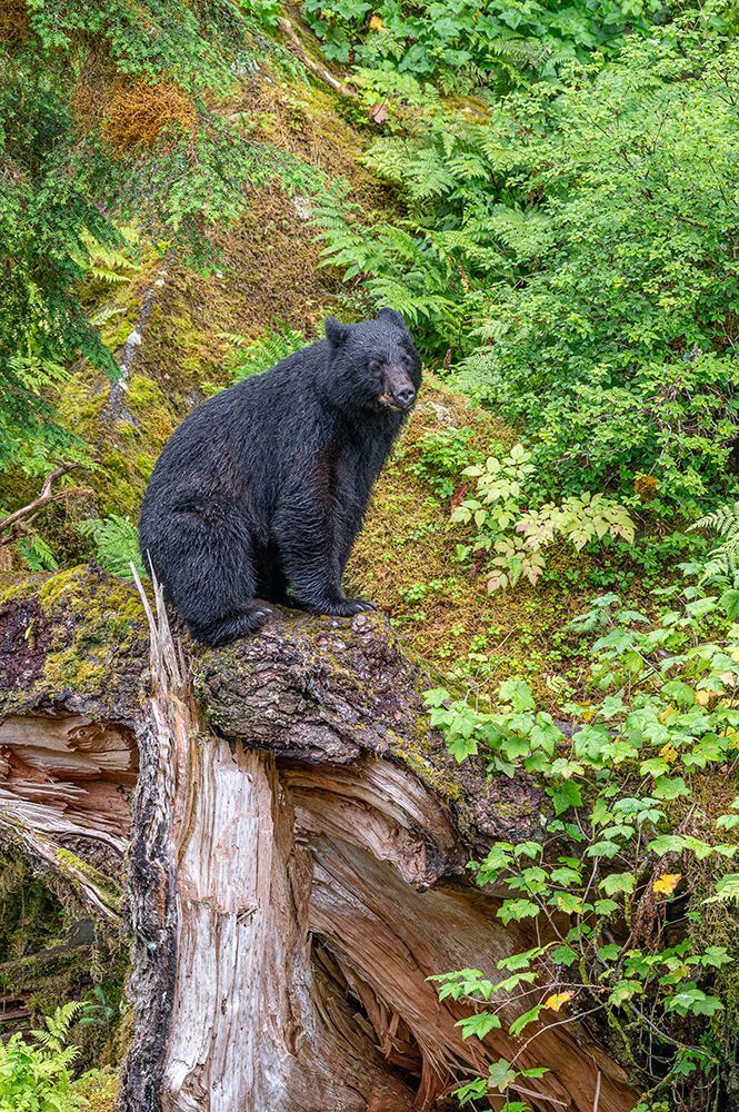 USA, Alaska. Black bear approaches Anan Creek, Tongass National Forest art print by Howie Garber for $57.95 CAD